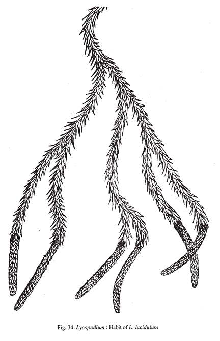 Lycopodium: Habit of L.lucidulum