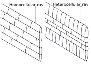 Ray Parenchyma Cells in Targential and Radial Longitudinal Sectional View