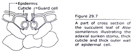 Cross section of the sufficient Leaf of Aloe Somaliensis