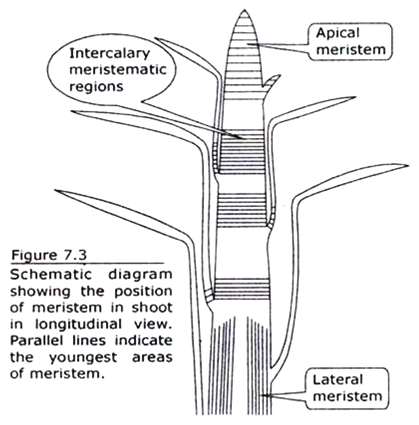 Position of Meristem in Shoot in Longitudinal View