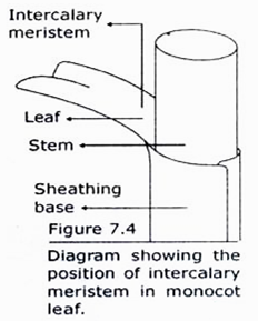 Position of Intercalary Meristem in Monocotleaf