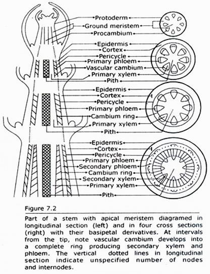 Part of a Stem with Apical Meristem diagramed in Longitudinal Section and in Four Cross Sections with their Basipetal Derivatives