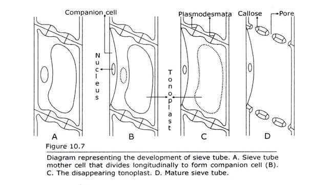 Development of Sieve Tube