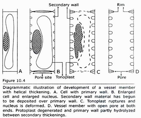 Development of a Vessel Member with Helical thickening