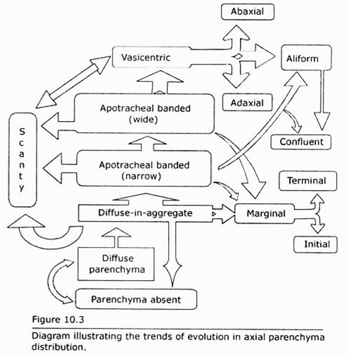 The Trends of Evolution in Axial Parenchyma Distribution