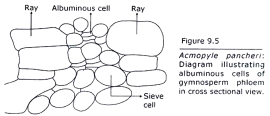 Acmopyle Pancheri