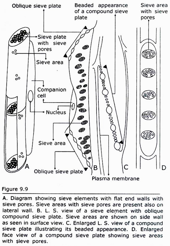 Seive Plate