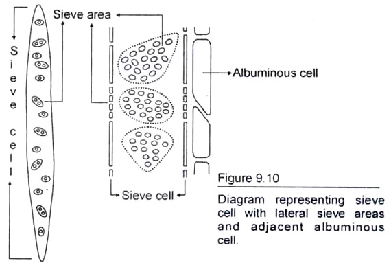 Sieve Cell with Lateral Sieve areas and Adjacent Albuminous Cell