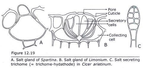 Salt Gland