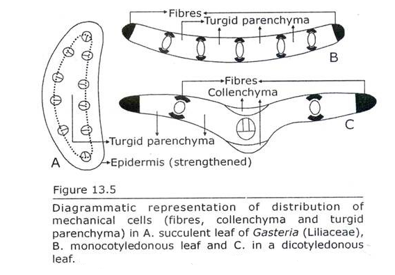 Distribution of Mechanical Cells