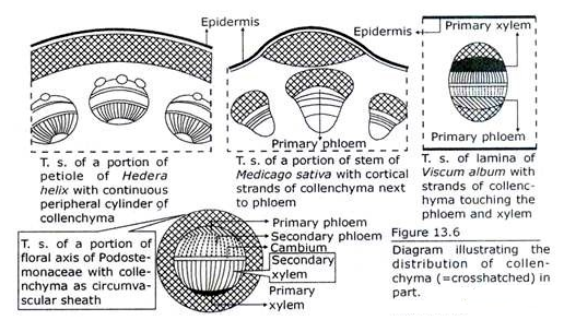 Distribution of Collenchyma in Part