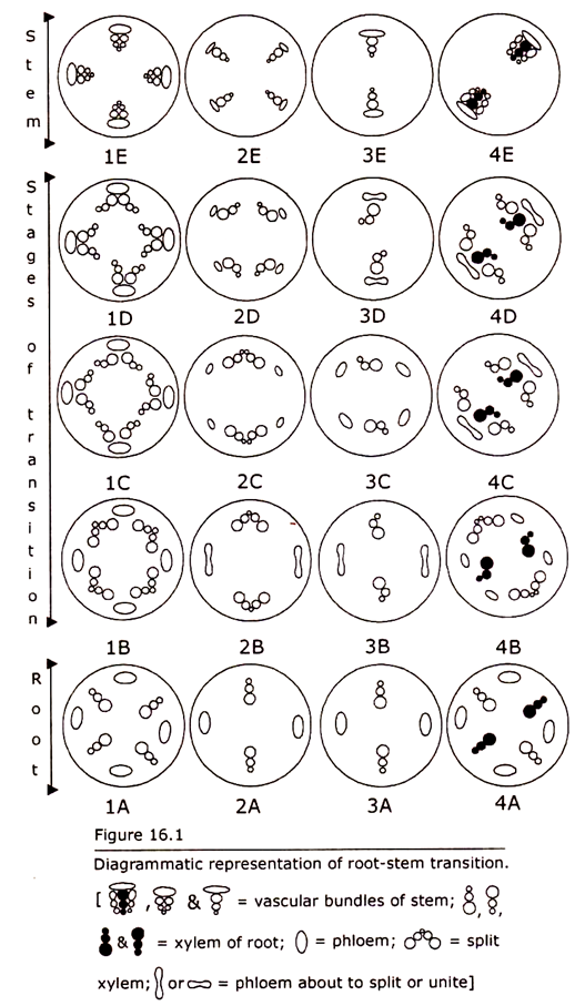 Root-Stem Transition