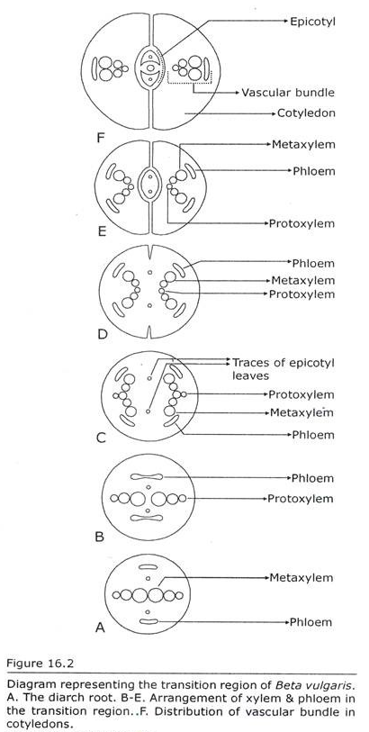 Transition Region of Beta Vulgaris