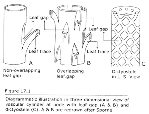 Three Dimensional View of Vascular Cylinder at node with Leap gap and Dictyostele