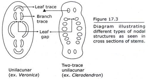 Different Types of Nodal Structures as seen in Cross Sections of Stems