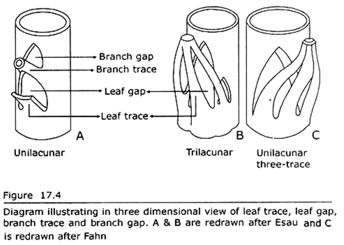 Three Dimensional View of Leaf Trace, Leaf Gap, Branch Trace and Branch Gap