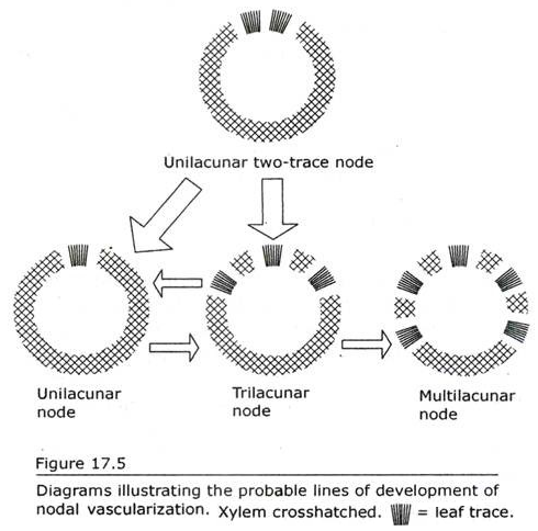 Probable Lines of Development of Nodal Vascularization