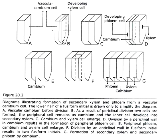 Formation of Secondary Xylem and Phloem from a Vascular Cambium Cell