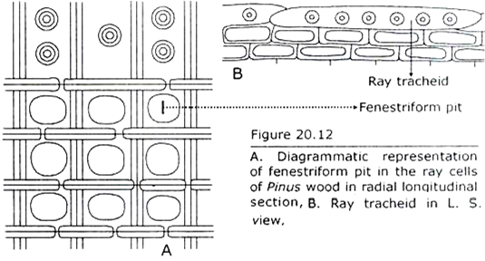 Fenestriform Pit in the Ray Cells of Pinus Wood in Radial Longitudinal Section