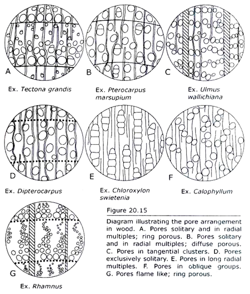 Pore a.rrangement in Wood