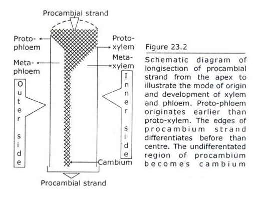 Longisection of Procambial Strand from the Apex to Illustrate the Mode of Origin and Development of Xylem and Phloem