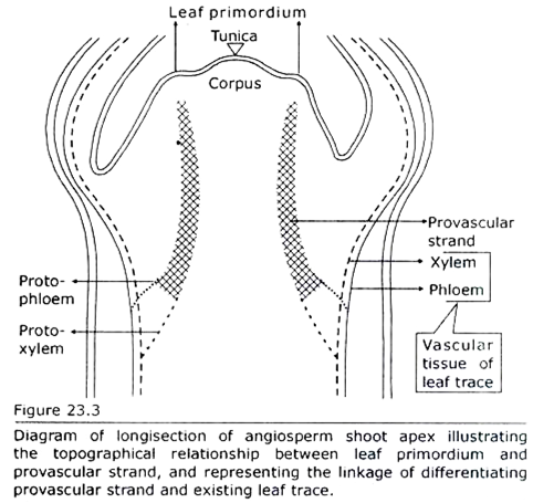 Longisection of Angiosprem Shoot Apex illustrating the Topographical Relationship between Leaf Primordium and Provascular Strand