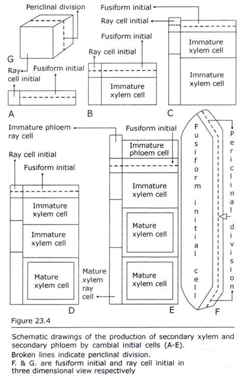 Production of Secondary Xylem and Secondary Phloem by Cambial Initial Cells