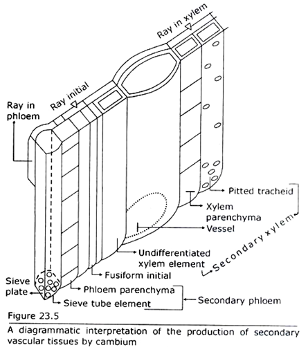 Interpretation of the Production of Secondary Vascular Tissues by Cambium