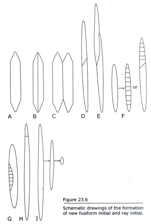 Formation of New Fusiform Initial and Ray Initial 