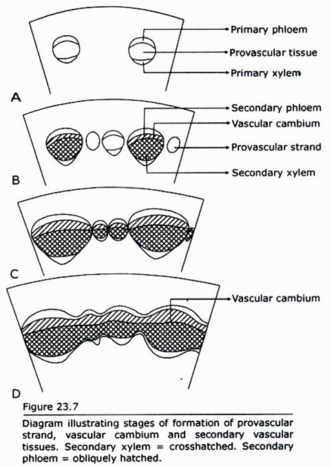 Stages of Formation of Provascular Strand, Vascular Strand and Secondary Vascular Tissues