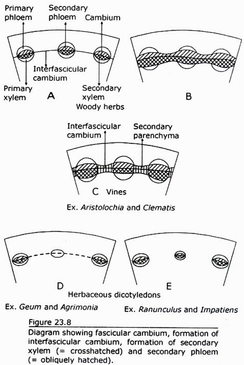 Formation of Interfascicular Cambium, Secondary Xylem and Secondary Phloem