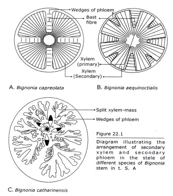 The Activity of Normal Cambium is Abnormal