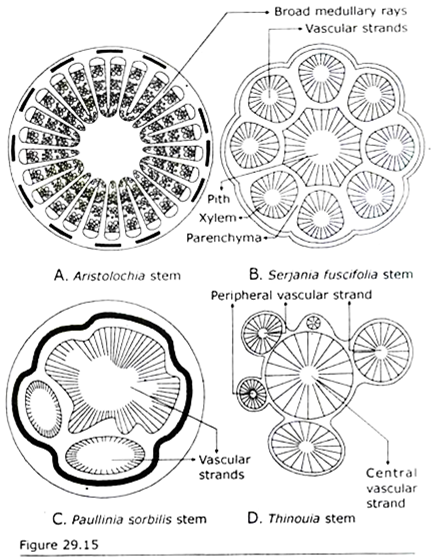 Anatomy of Stele of Lianas in Cross Sectional View