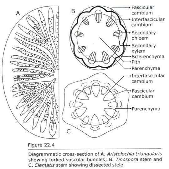 Cross Section