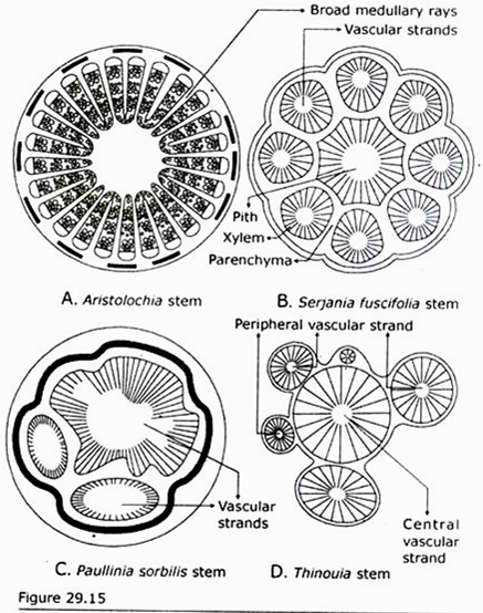 Anatomy of Stele of Lianas in Cross Sectional View