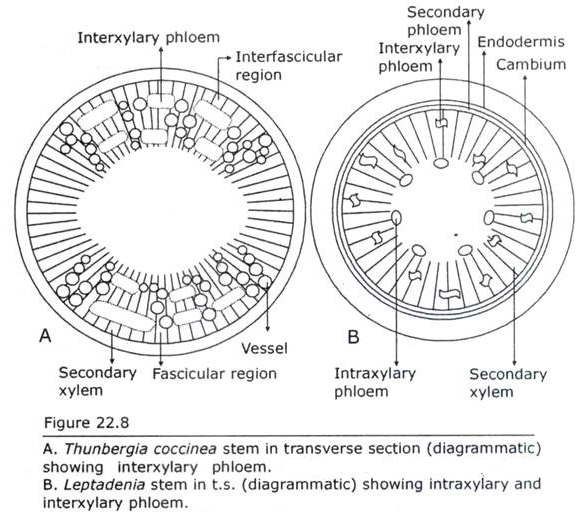 Formation of Interxylary Phloem