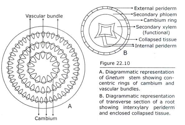 Interxylary Periderm