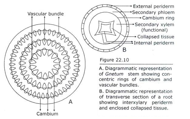 Interxylary Periderm