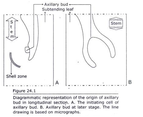 Origin of Axillary Bud in Longitudinal Section