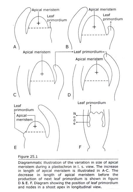 Variation in Size of Apical Meristem during a Plastochron in l.s. view