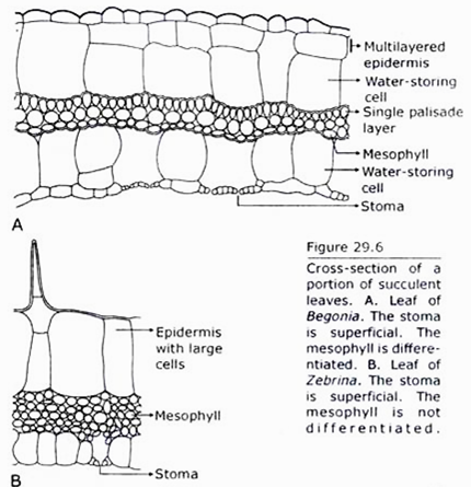 Cross Section of a portion of sufficient Leaves