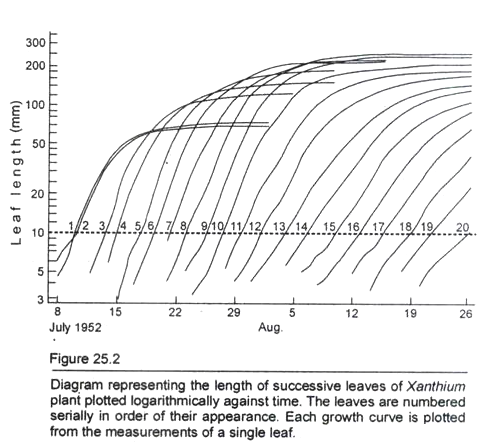 Lenght of Successive Leaves of Xanthium Plant plotted Logarithmically against Time