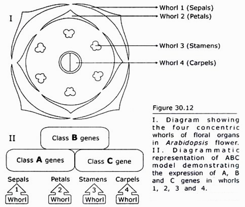 Four Concentric Whorls of Floral Organs in Arabidopsis Flower