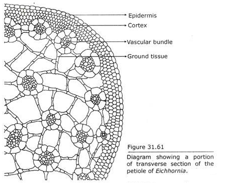 Transverse section of Petiole of Eichhornia