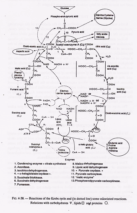 Reactions of the Krebs cycle and some associated reactions