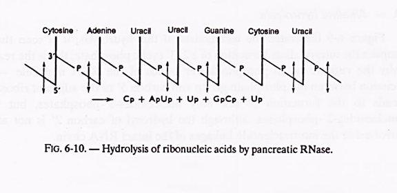 Hydrolysis of ribonucleic acids of pancreatic RNase