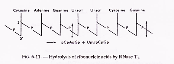 Hydrolysis of ribonucleic acids