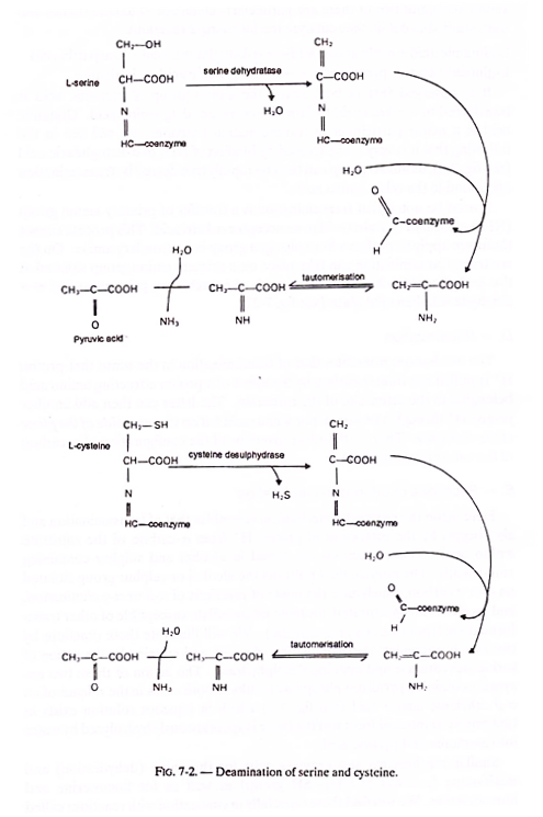 Deamination of serine and cysteine