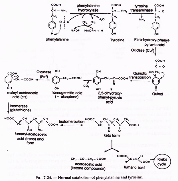 Normal catabolism of phenylalanine and tyrosine