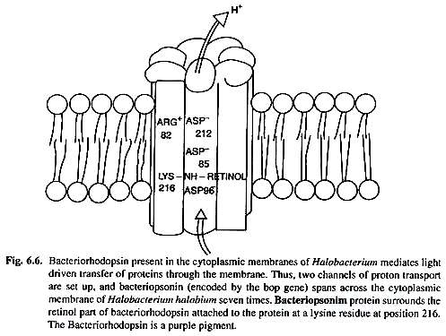 Bacteriorhodopsin Present in the Cytoplasmic Membranes of Holobacterium Mediates Light Driven Transfer of Proteins through the Membrane